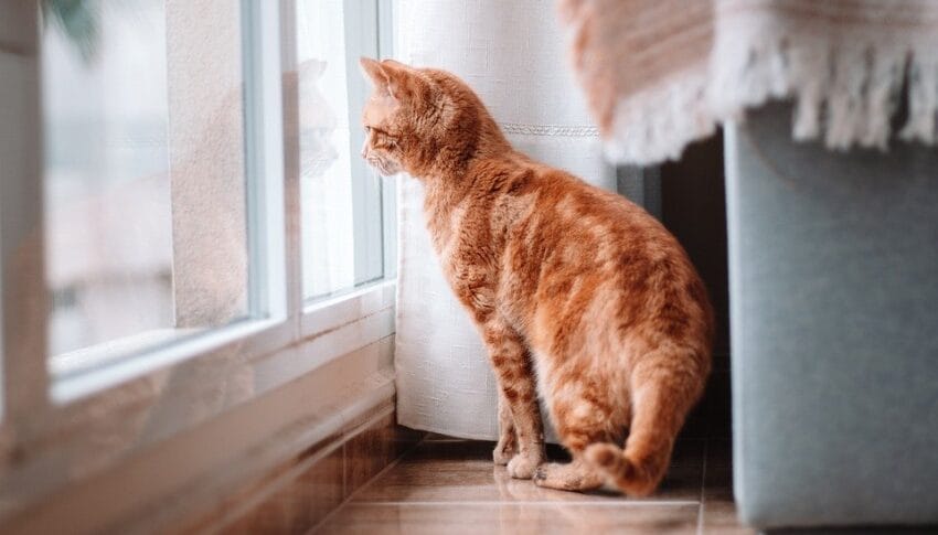 Flood Insurance 101: Safeguarding Your Home from Nature’s Worst